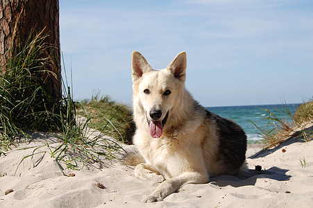 dog, hybrid, sled dog, schäfer dog, beach, sand, relaxed