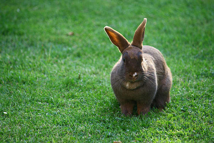 bunny, rabbit, pet, animal