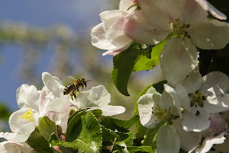 abelha, flor, flor, macro, inseto, planta, flor