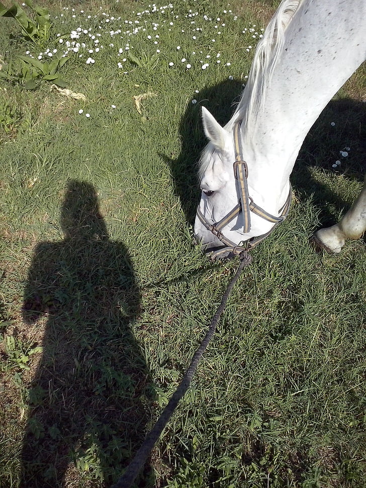menina, cavalo, sombra, Verão, Prado