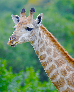 žirafa, Južna Afrika, lev park s pogledom na morje