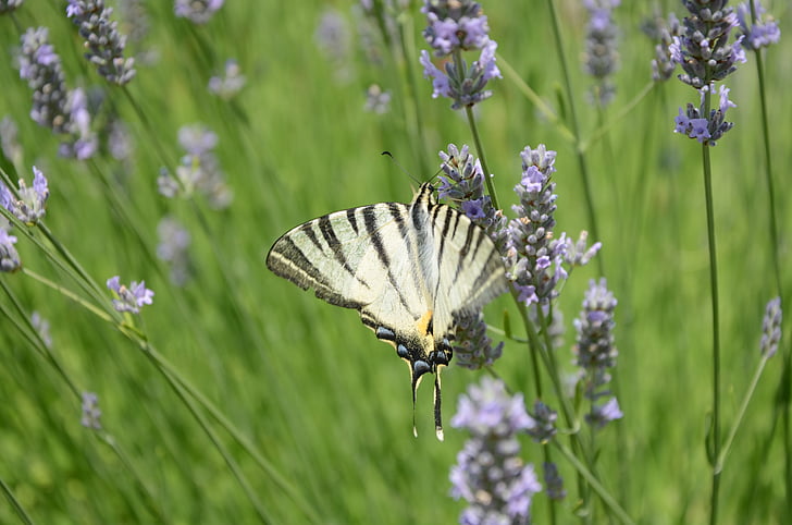 butterfly, lavender, field of lavender
