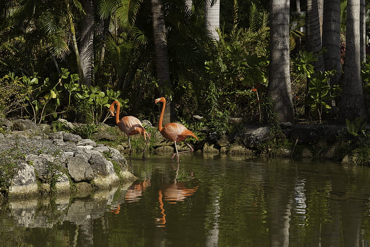 ptice, Flamingo, narave, ribnik, pernate dirka, jezero, okolje