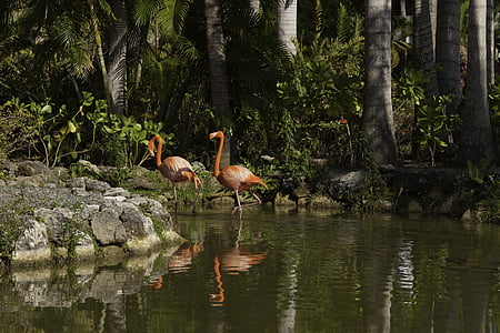 kuşlar, Flamingo, doğa, gölet, tüylü yarış, Göl, çevre
