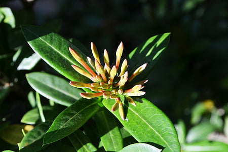 Flower bud, Tippek, Bimbó, rügyek, Srí lanka, mawanella, Ceylon