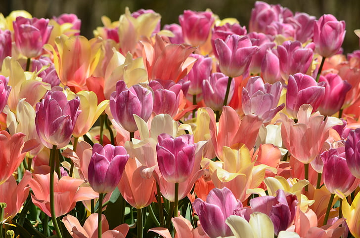 tulipaner, blomster, våren, glad, hage, blomster, påske