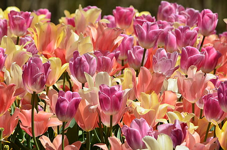 tulipány, květiny, jaro, Veselé, zahrada, květinové, Velikonoce