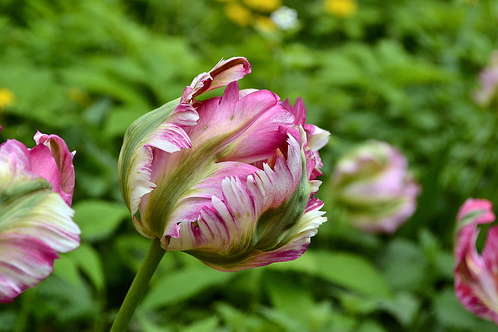 Hoa, Hoa tulip, Hà Lan, mùa xuân, Hoa, Tulip, Hà Lan