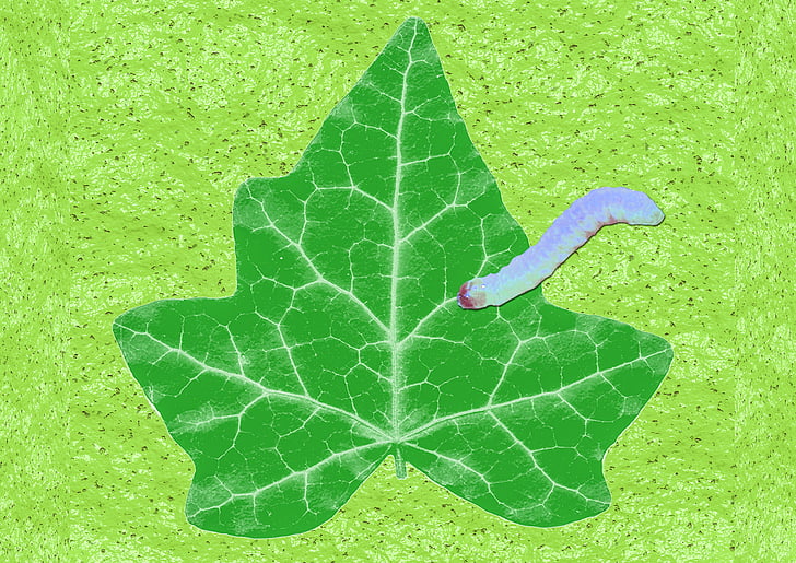 leaf, worm, slick, worm species, animal, flora, fauna