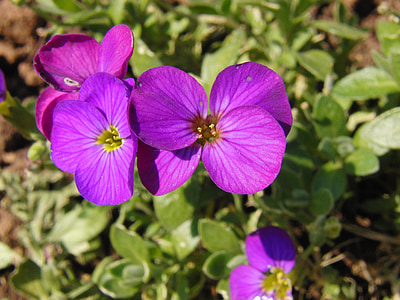 glockenbume, 花, 开花, 绽放, 紫罗兰色, 紫色