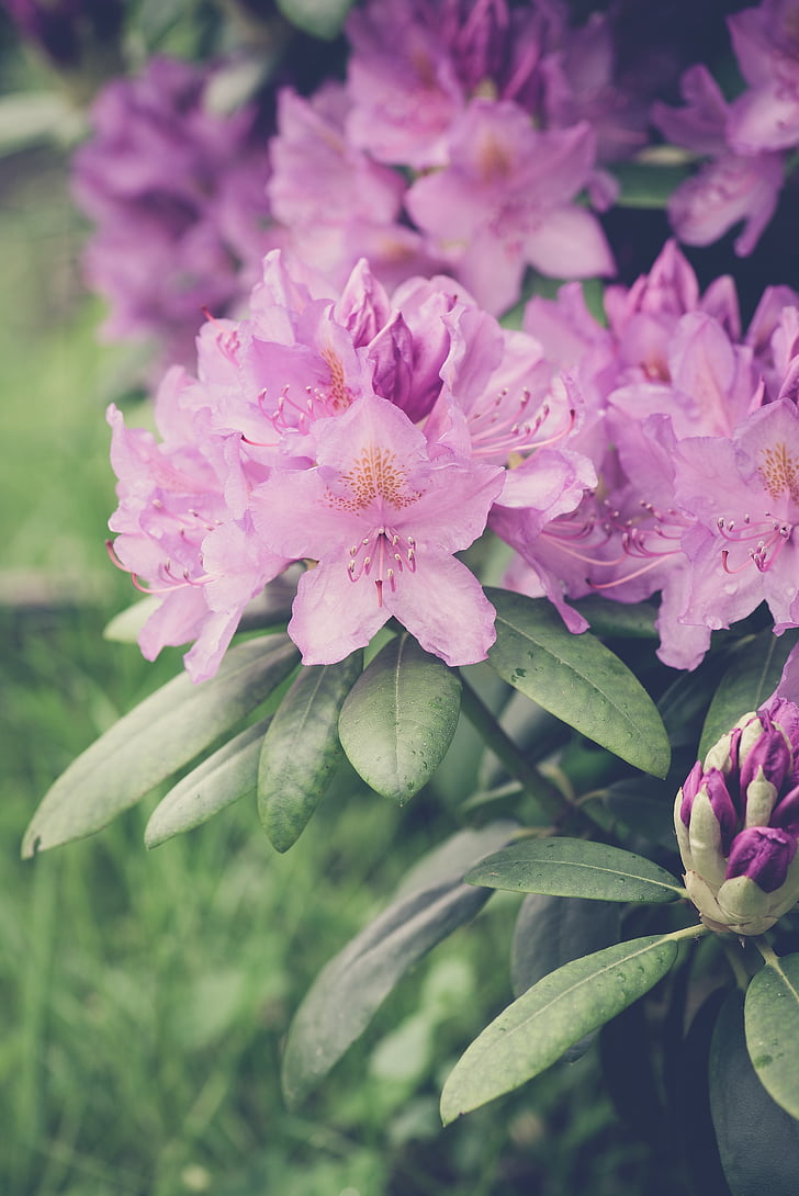 rododendronok, Rhododendron, rózsaszín, tavaszi, virágok, természet, virágzat