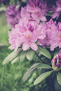 rododendri, Rhododendron, rozā, Pavasaris, ziedi, daba, ziedkopa