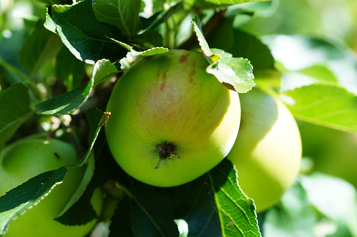 vihreä, Apple, vihreä omena, hedelmät, Luonto, Puutarha, makro