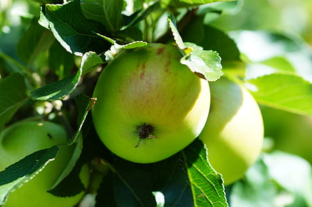 グリーン, アップル, 青リンゴ, フルーツ, 自然, ガーデン, マクロ