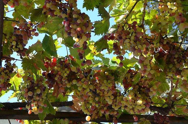 Природа, Treille, виноград
