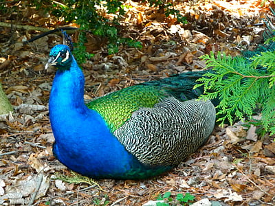Peacock, vogel, Peacock eiland, Berlijn, Havel