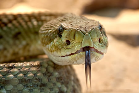 Rattlesnake, giftig, slange, farlig, terrarium, Viper, risiko