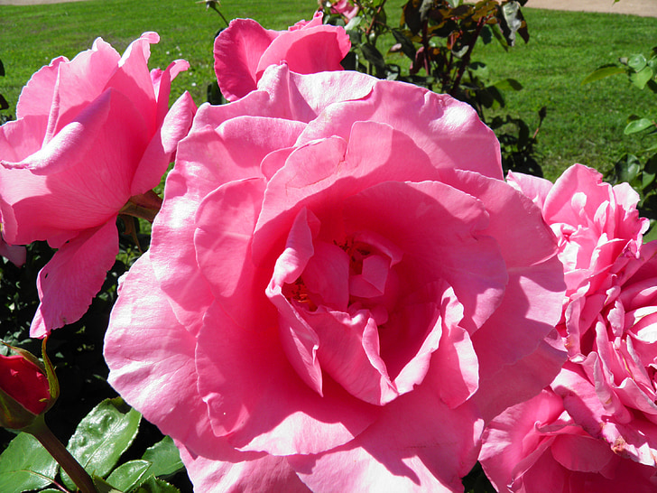 blomst, af, farve, Rosa