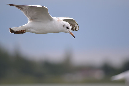 seagull, water, seevogel, fly, lake, sea, animals