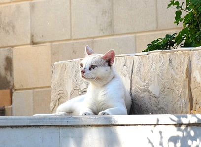 cat, stone, granite, speed, white, domestic Cat, animal