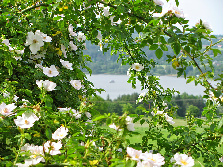 rosebush, cvet, pomlad, jezero, barve, krajine