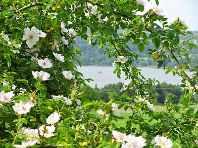 Rosenstrauch, Blüte, Frühling, See, Farben, Landschaft