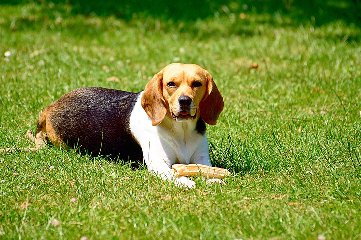 dog, beagle, game