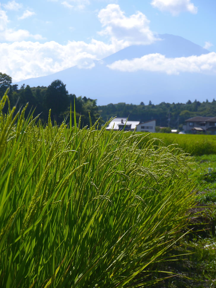 ryžių, ryžių auginimas, ryžių varpa –, žalia, geltona-žalia, žaliavinių ryžių lauku, MT fuji