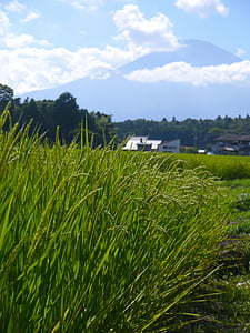 rice, rice cultivation, ear of rice, green, yellow-green, paddy field, mt fuji