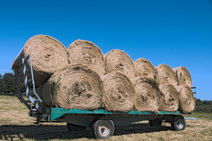 hay, trailer, agricultural vehicle, wheat, field, cereals, agriculture