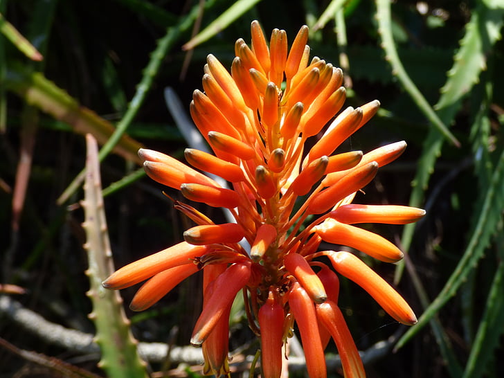 kasvitieteellisestä puutarhasta, San diego, California, kukat, rannikon kukkia, Tyynenmeren flora, kauniita kuvia