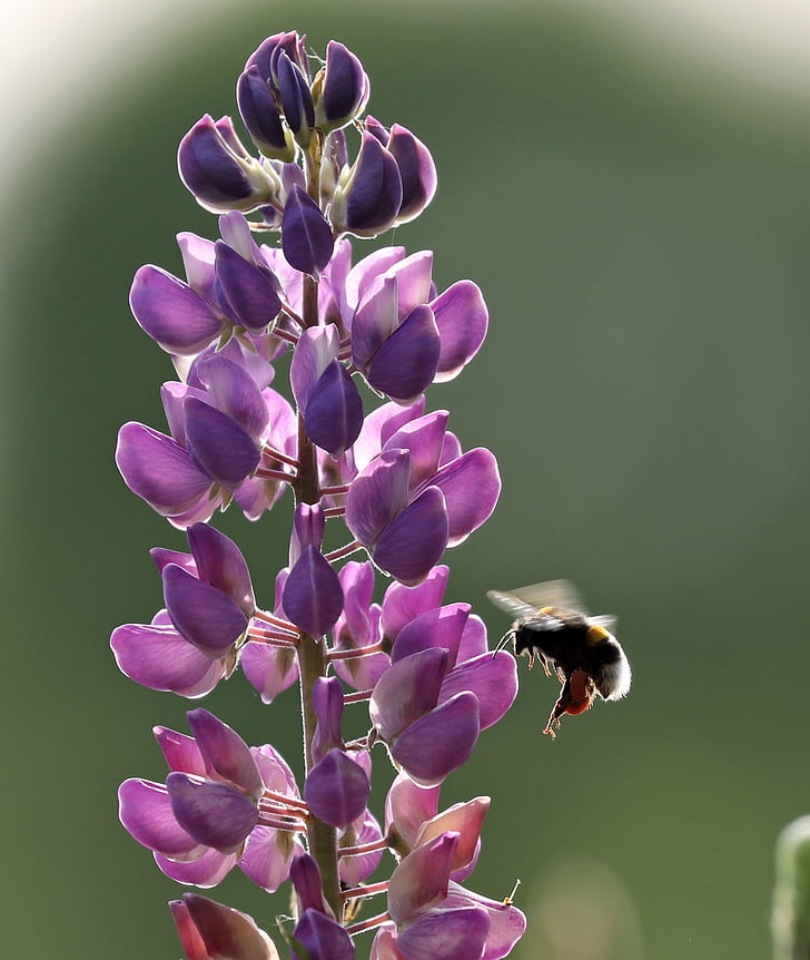 Lupin, Lupinus polyphyllus, abeille, fleur, insecte, printemps, nature