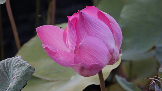 pathum, bua luang-pink, boa cape red, big ass, leaves, bua luang, lotus