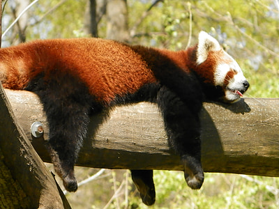panda vermell, colla, animal, zoològic