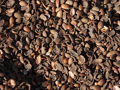 Arganöljy, nutshells, Argan pähkinät, Marokko, bioargan