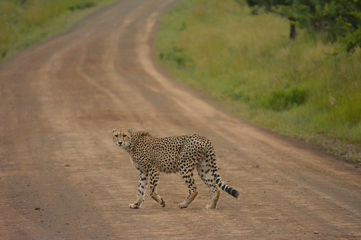 photo, Jaguar, route, en journée, animal, Safari, guépard