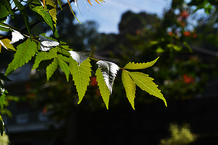 Kohomba hojas, hojas de hierbas, naturaleza, planta, hoja, luz del sol, brillante