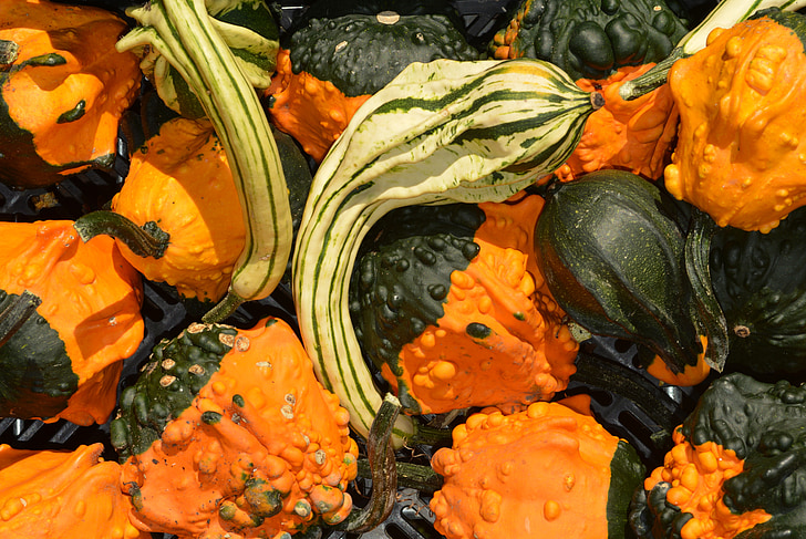 pumpa, vegetabiliska, Orange, hösten, pumpor, dekoration