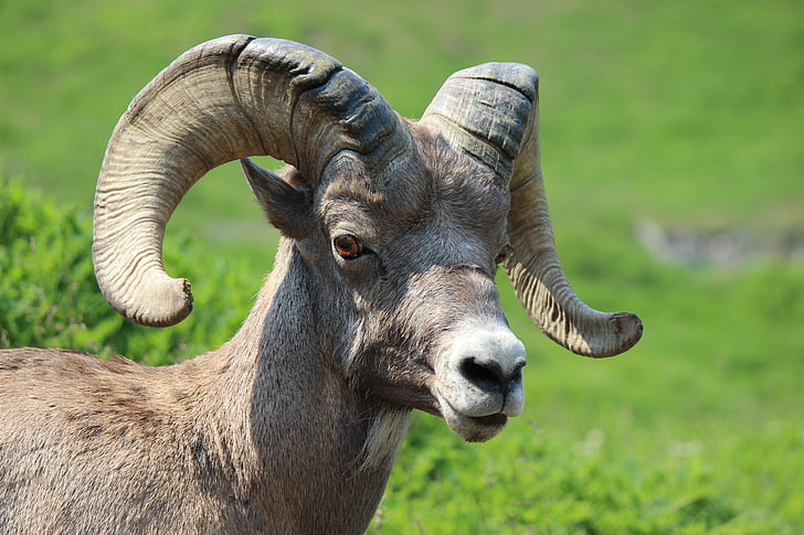 Big horn ovce, paměť RAM, zvíře, savec, muž, Hora, Rocky mountains