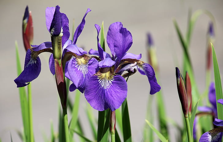 Iris, bunga, Taman, ungu, Flora, tanaman, musim semi