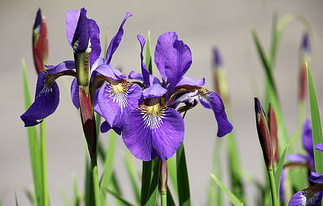 Iris, flor, jardí, porpra, flora, planta, primavera