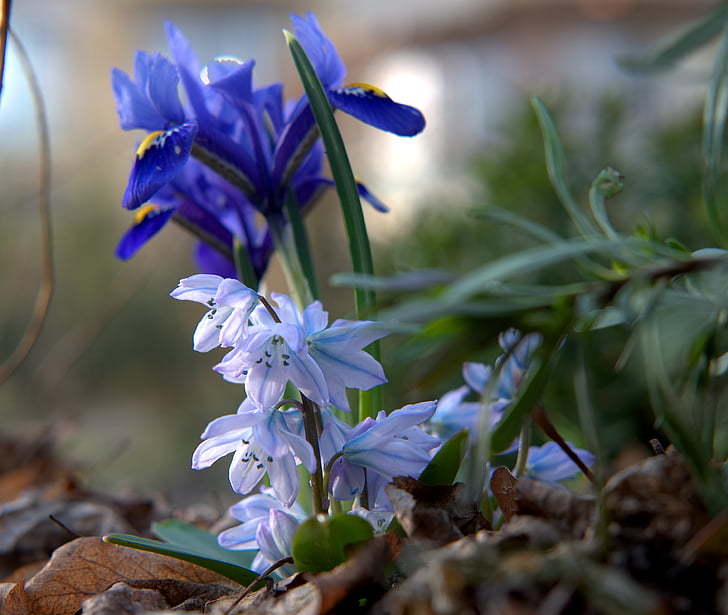 primavera, risveglio di primavera, presagio di primavera, chiudere, bloomer precoce, blu chiaro, natura