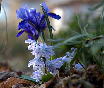 primavera, risveglio di primavera, presagio di primavera, chiudere, bloomer precoce, blu chiaro, natura