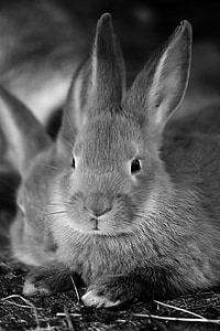 动物, 小兔子, 可爱, 耳朵, 耳朵, 复活节, 蓬松