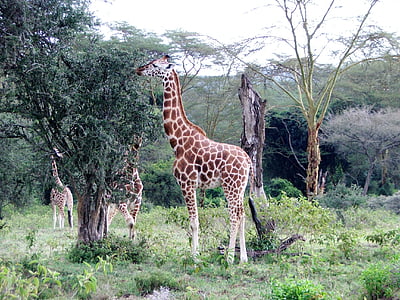 Giraffe, Kenia, hoog, Afrika, Wild, natuur, zoogdier