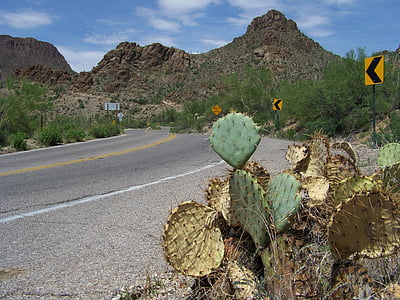 tucson, arizona, usa, mountain park, cactus, landscape, united states