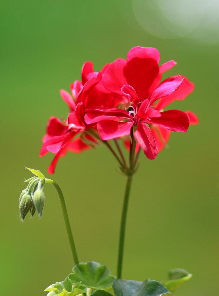 Geranium, bloem, rood, plant
