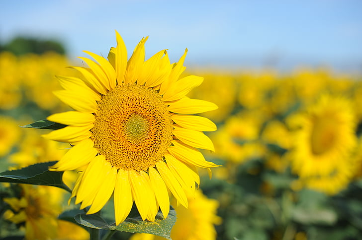 natural, sunflower, the scenery