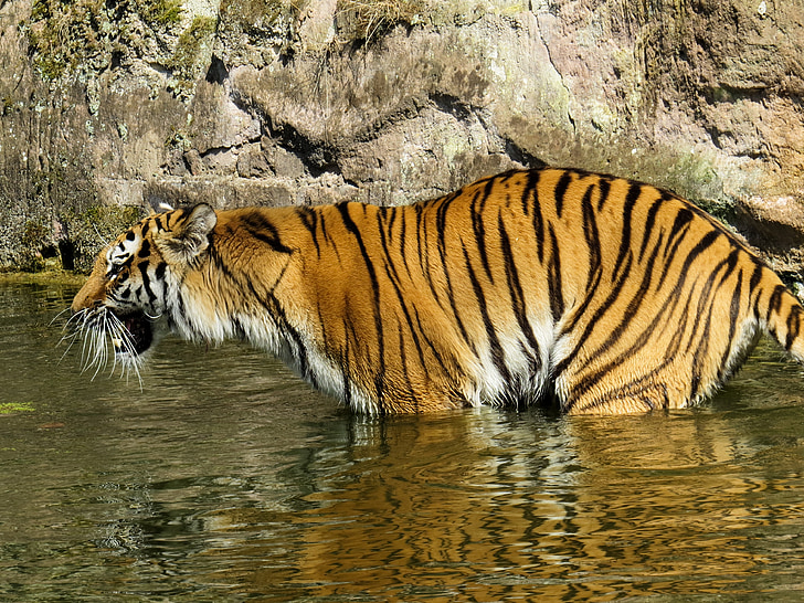 tiger, predator, cat, dangerous, zoo, angry, water
