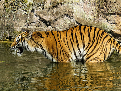 เสือ, นักล่า, แมว, อันตราย, สวนสัตว์, โกรธ, น้ำ